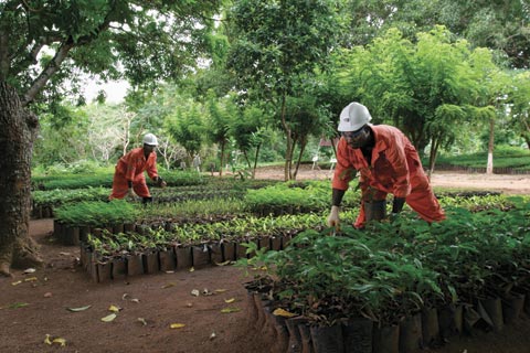 Pépinière d’arbres au Ghana