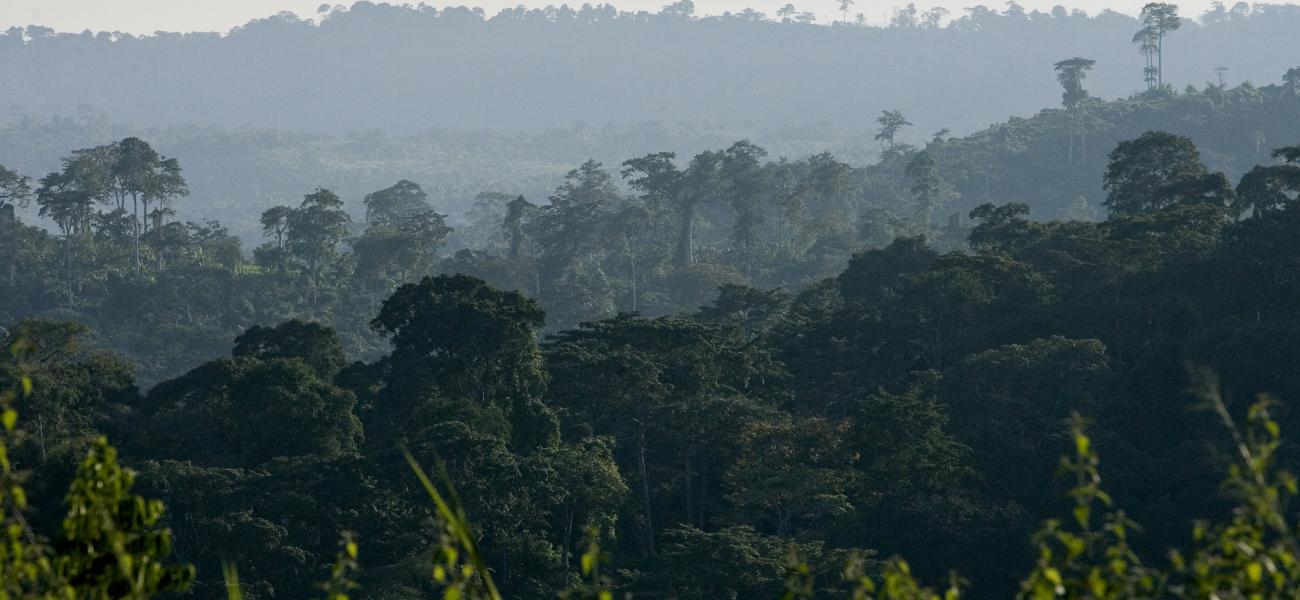 Tropical forest in Africa.