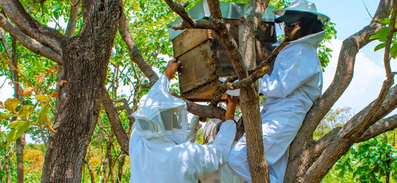 Project participants learn to install a modern beehive in Bailundo, Angola.