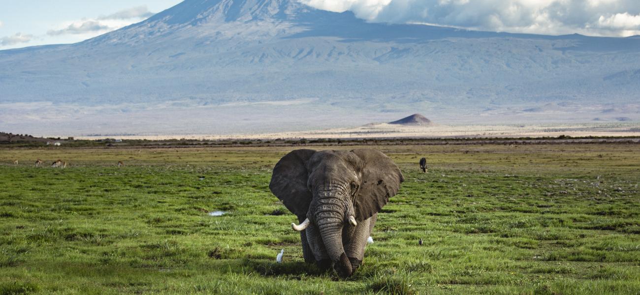 Bull Elephant in front of Kilimanjaro, Amboseli National Park.