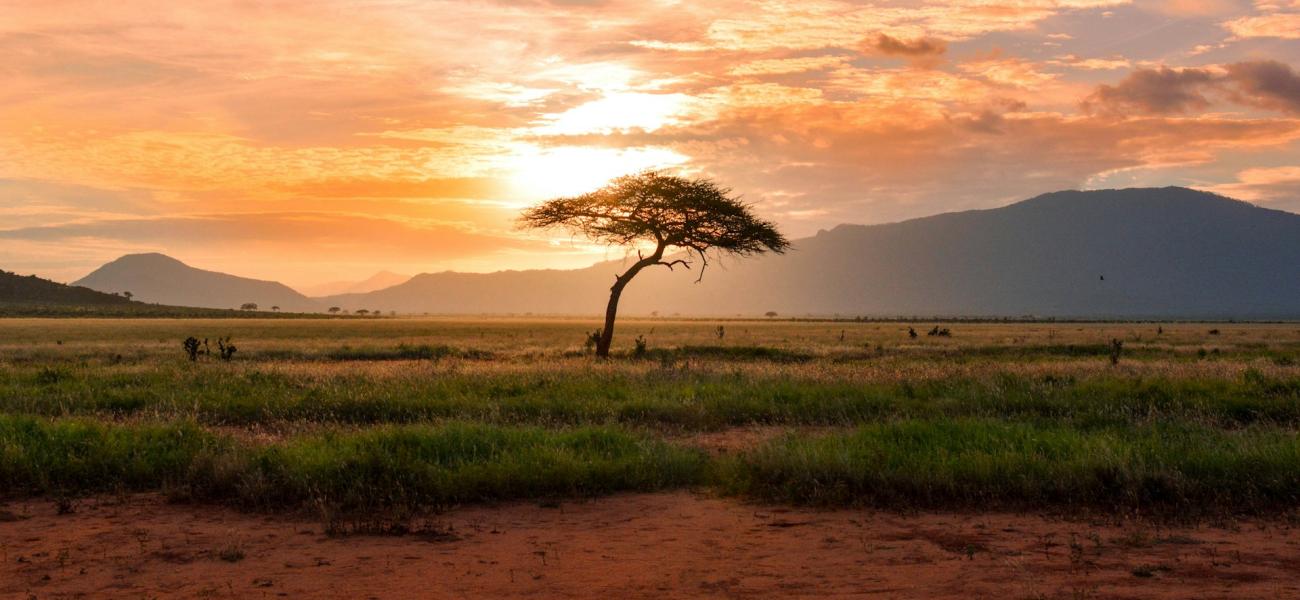 Árbol al atardecer en Kenia Safari, África. Foto: Damian Patkowski