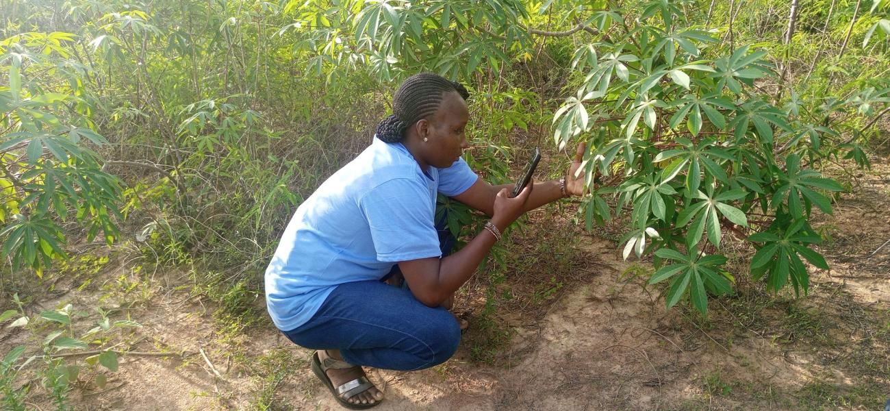 A smallholder farmer in rural Africa uses the AI-powered PlantVillage mobile app to tackle crop pests and adapt to the challenges of climate change.