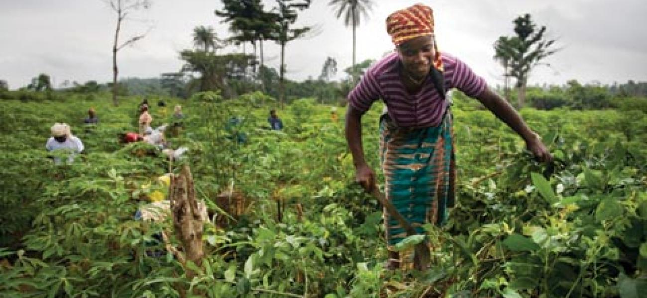 Cassava farming in Liberia: Women’s rights to land must be legally recognized, and institutions are needed to enforce those laws.