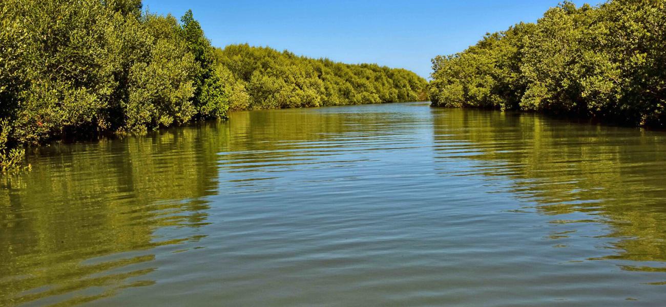 Mangroves, Madagascar. As part of the Great Blue Wall initiative, the goal is to safeguard 30% of the countries' Exclusive Economic Zones by 2030, focusing on achieving a net gain in critical ecosystems such as mangroves, corals, and seagrasses.