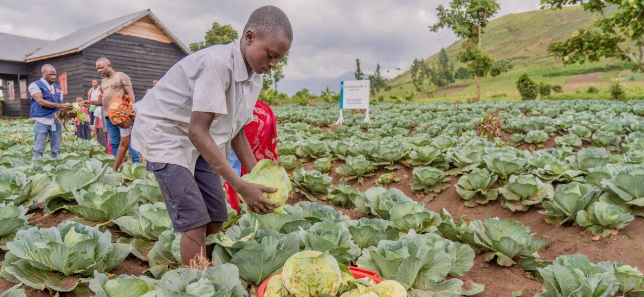 Students harvest cabbage in the restive North Kivu, DRC, where many WFP-supported school meal programs also encourage communities to grow vegetables to supplement their diets.