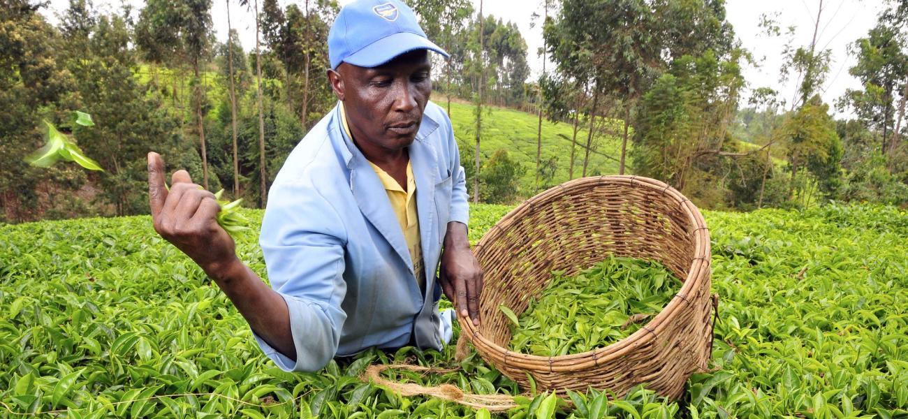 A tea picker in Kenya's Mount Kenya region.