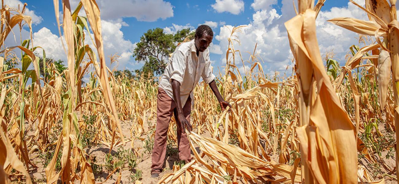 A field of maize spoiled by drought in Zambia, one of the countries that has declared an emergency as it ...