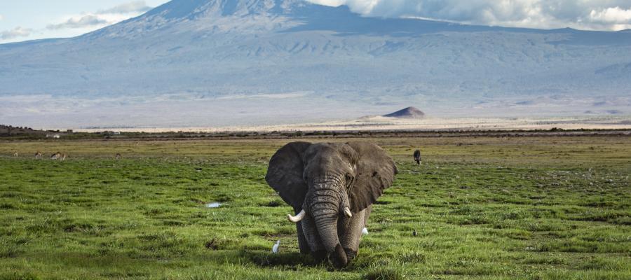Bull Elephant in front of Kilimanjaro, Amboseli National Park.