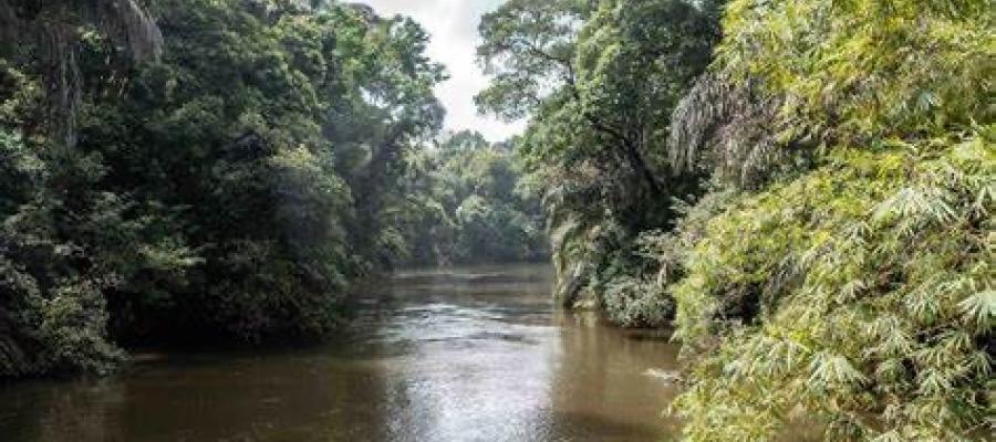 Gola Rainforest spans the border between Liberia and Sierra Leone.