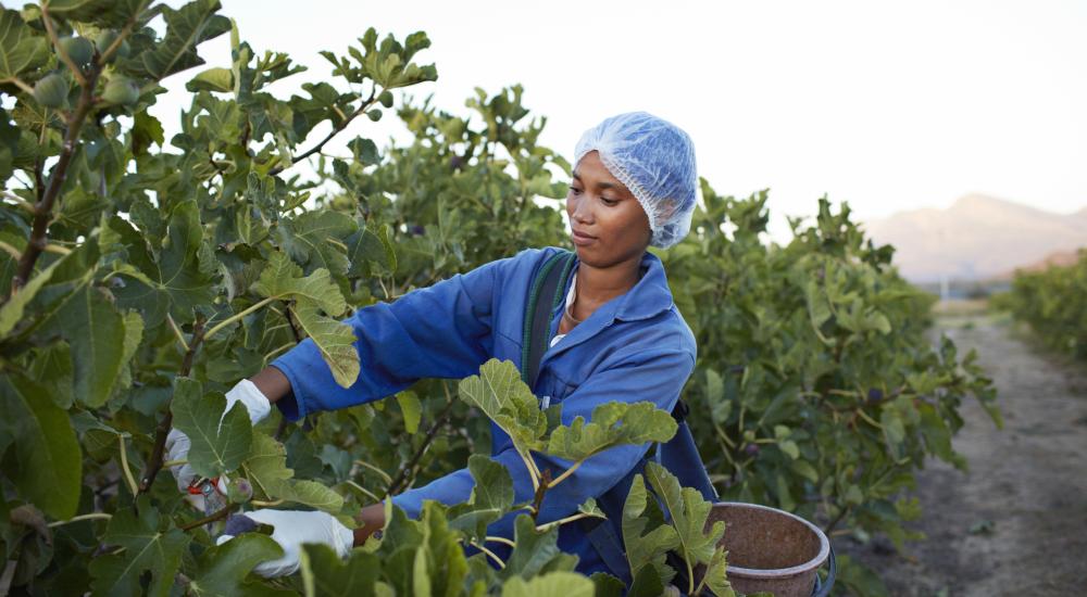 Ouvrière cueillant des figues dans une plantation