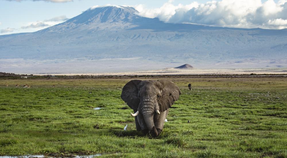 Bull Elephant in front of Kilimanjaro, Amboseli National Park.