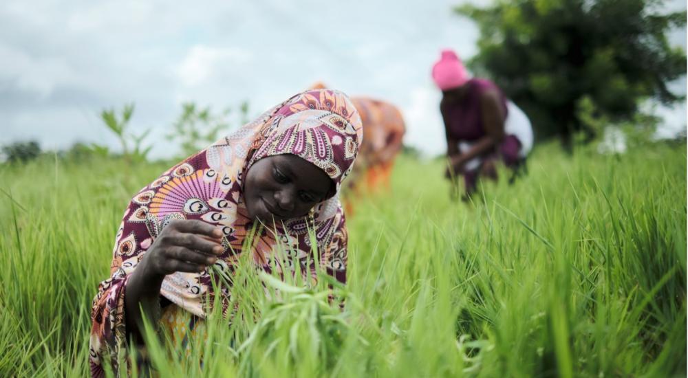 Christabel Kwasi, jeune agricultrice et mère de famille ghanéenne, a appris qu'avec de meilleures pratiques agricoles, elle et sa famille peuvent compter sur le fonio tout au long de l'année. 