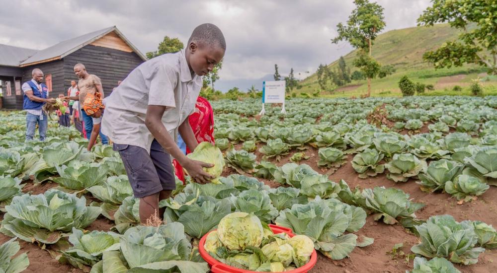 Students harvest cabbage in the restive North Kivu, DRC, where many WFP-supported school meal programs also encourage communities to grow vegetables to supplement their diets.