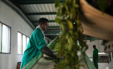 Working towards sustainable development means that communities such as the people in Kitabi, Rwanda get to enjoy the fruits of globalization. Workers in Kitabi  Tea Processing Facility process 48 000 tons of green leaf per day for export.