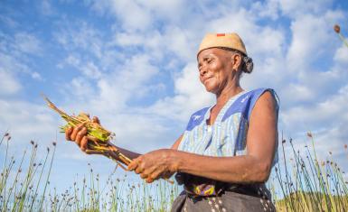 Vivienne Rakotoarisoa récolte un roseau connu localement sous le nom de Rambo (nom scientifique : Lepironia articulate) sur son petit terrain dans le village de Mangatsiotra, dans la région côtière de Vatovavy Fitovinany à Madagascar, qu'elle transformera ensuite en paniers et en nattes qu'elle vendra sur un marché voisin.