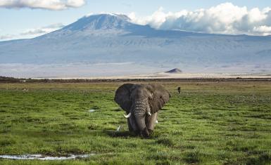 Bull Elephant in front of Kilimanjaro, Amboseli National Park.