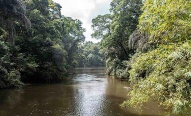Gola Rainforest spans the border between Liberia and Sierra Leone.