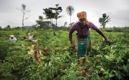 Cassava farming in Liberia: Women’s rights to land must be legally recognized, and institutions are needed to enforce those laws.