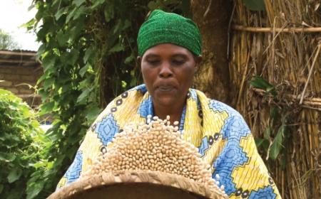 A woman harvests high iron beans in Northern Province, Rwanda. Photo: HarvestPlus/Angoor Studios