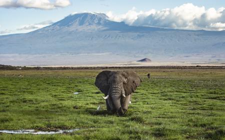 Bull Elephant in front of Kilimanjaro, Amboseli National Park.