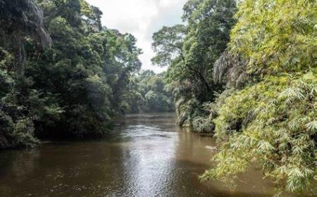 Gola Rainforest spans the border between Liberia and Sierra Leone.