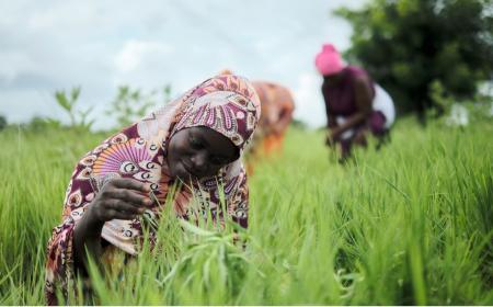 Christabel Kwasi, a young Ghanian farmer and mother, learned that with better farming practices, she and her family can rely on fonio all year-round. 