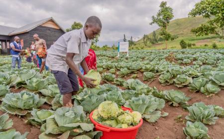 Students harvest cabbage in the restive North Kivu, DRC, where many WFP-supported school meal programs also encourage communities to grow vegetables to supplement their diets.