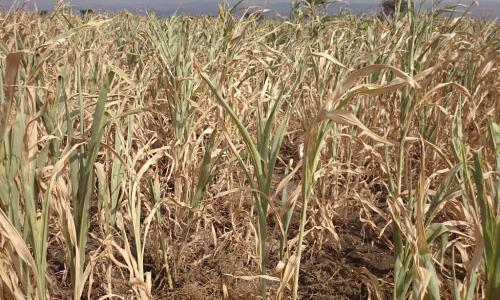 Failed sorghum crop, as the current El Niño pattern, being the strongest ever recorded, has caused severe drought in Ethiopia. Photo: UNOCHA Ethiopia/Lemma Tamiru