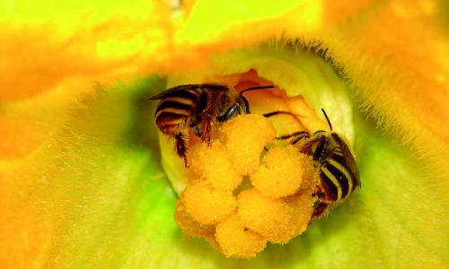 Une nouvelle étude de la FAO propose d’améliorer les rendements agricoles et la sécurité alimentaire de 2 milliards de personnes dans le monde, à coût zéro, en attirant plus d’abeilles dans les parcelles cultivées. Photo : FAO/James Cane