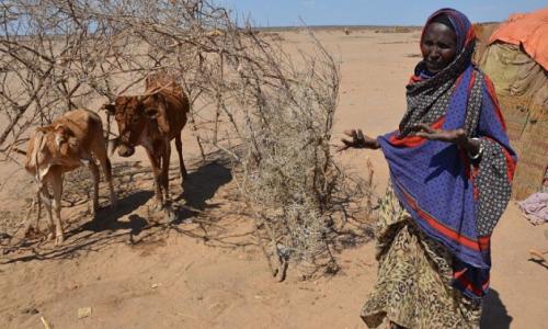 The most severe drought in decades has struck parts of Ethiopia, exacerbated by a particularly strong El Niño effect. This has led to successive failed harvests and widespread livestock deaths in some areas, and humanitarian needs have tripled since the b