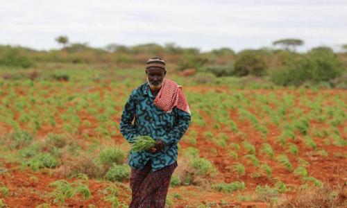 Somalis need support in a wide range of activities, from cropping to livestock breeding and fisheries. Photo: FAO/Frank Nyakairu