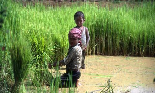 Child labour on family farms should be addressed in an appropriate and context-sensitive way that respects local values and family circumstances. Photo: FAO/J. Thompson
