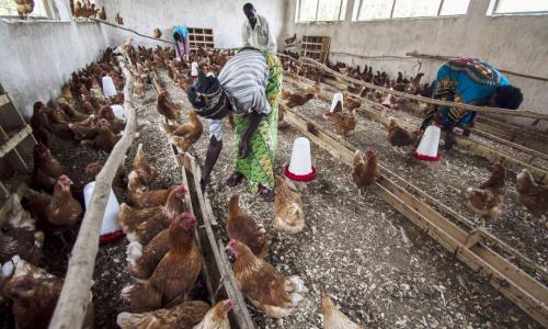 For the first time since 2006, the H5N1 bird flu virus has been found in Cameroon, putting the number of countries in the region who have battled the virus at six. Photo: FAO/Isaac Kasamani