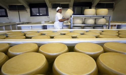 Prices of dairy products dropped in July mainly due to lower import demand from China, the Middle East and North Africa amid abundant EU milk supplies. Photo: FAO/Alessia Pierdomenico