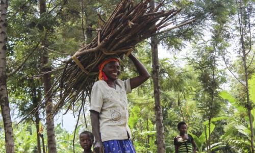 Les techniques de récolte durables, telles que la coupe des branches mortes plutôt que l’abattage d’arbres entiers, assurent la récupération des forêts naturelles et permettent de sauver des variétés d’arbres indigènes de l’extinction. © PNUD Ouganda