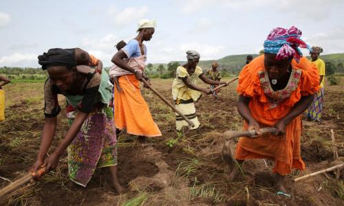 Des femmes cultivent leurs champs en Guinée. 