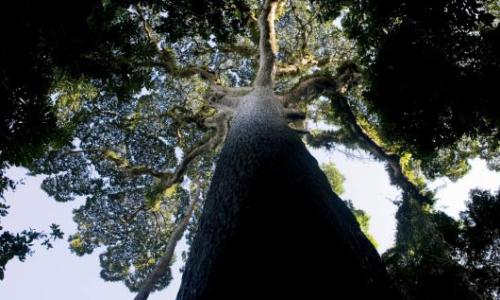 The Congo Basin harbours the world’s second largest tropical forest. It is also a key resource for stabilizing the global climate. Photo: FAO/Giulio Napolitano
