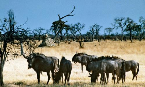 Wildlife. UN Photo/E Darroch