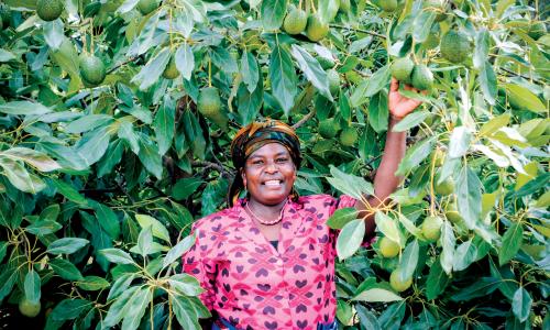 A smallholder avocado farmers in Tanzania's Southern Highlands. Photo credit: USAID Tanzania
