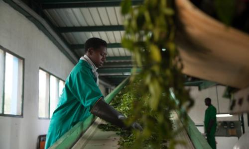 Working towards sustainable development means that communities such as the people in Kitabi, Rwanda get to enjoy the fruits of globalization. Workers in Kitabi  Tea Processing Facility process 48 000 tons of green leaf per day for export.