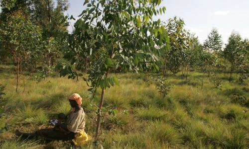 Leonidas Nzigiyimpa a été le premier Burundais dans l'histoire de son pays à impliquer les populations autochtones dans la gestion durable des forêts. ©FAO/Giulio Napolitano