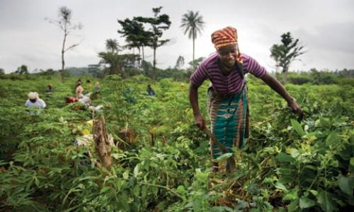 Cassava farming in Liberia: Women’s rights to land must be legally recognized, and institutions are needed to enforce those laws.