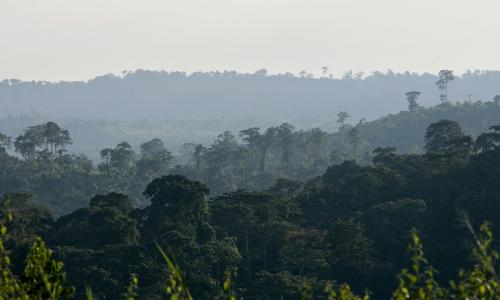 Tropical forest in Africa.