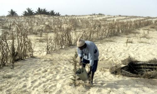 A farmer in the drought-affected area of Senegal watering plants. Photo: UN Photo/Carl Purcell