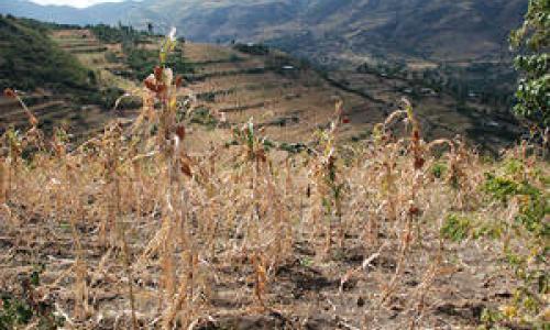 West Hararghe region, Ethiopia, December 2015. Some 10.2 million people are food insecure amidst one of the worst droughts to hit Ethiopia in decades.