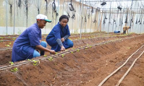 Farm attendants working in Moshi, Tanzania.