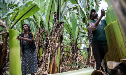 Husband and wife prepare enset at their home in Doyogena District, Ethiopia