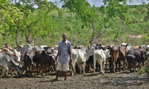 Au Kenya, un éleveur avec ses bœufs qui ont survécu à la sécheresse. Les deux tiers de son cheptel ont été décimés. Photo: FAO/Tony Karumba