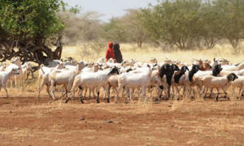Girls herdng goats in Somalia where in certain areas drought has contributed to severe water shortages and livestock deaths. Photo: FAO/Simon Maina