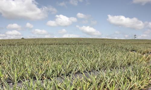 Gold Coast Fruits pineapple farm in Ghana